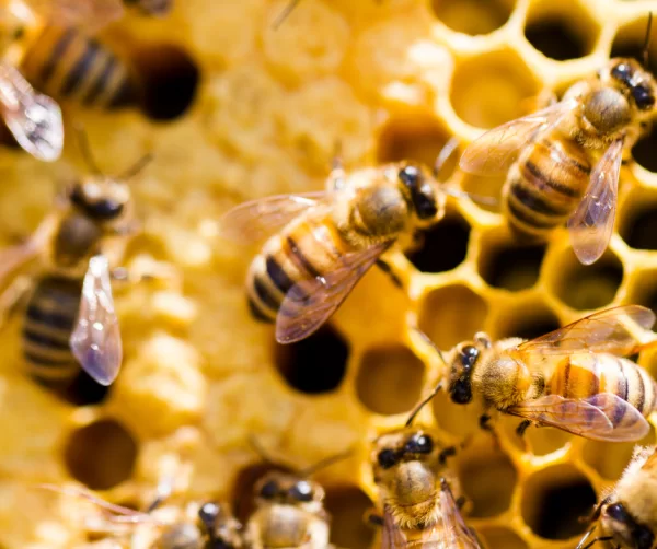 Přednáška nejen pro včelaře