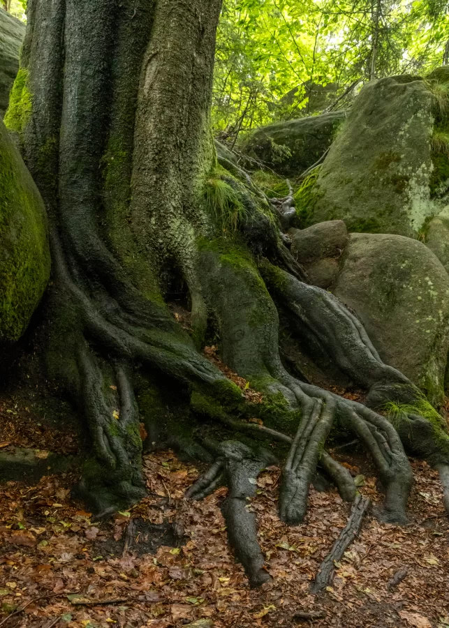 Les a jeho minisvěty